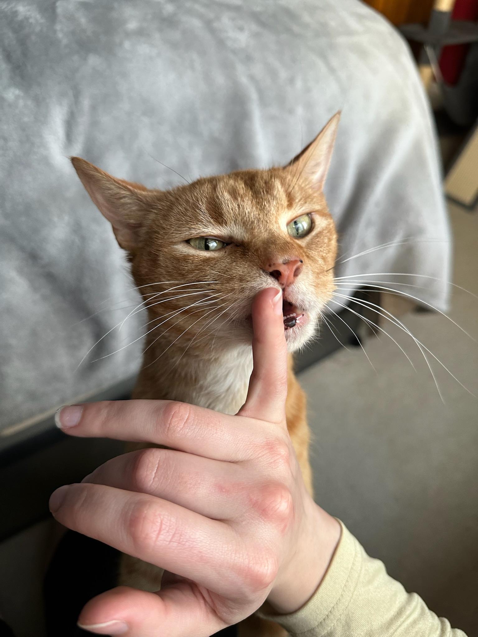 Enlarge KURT, a Adoptable Domestic Short Hair in Hartville, OH image 5/6