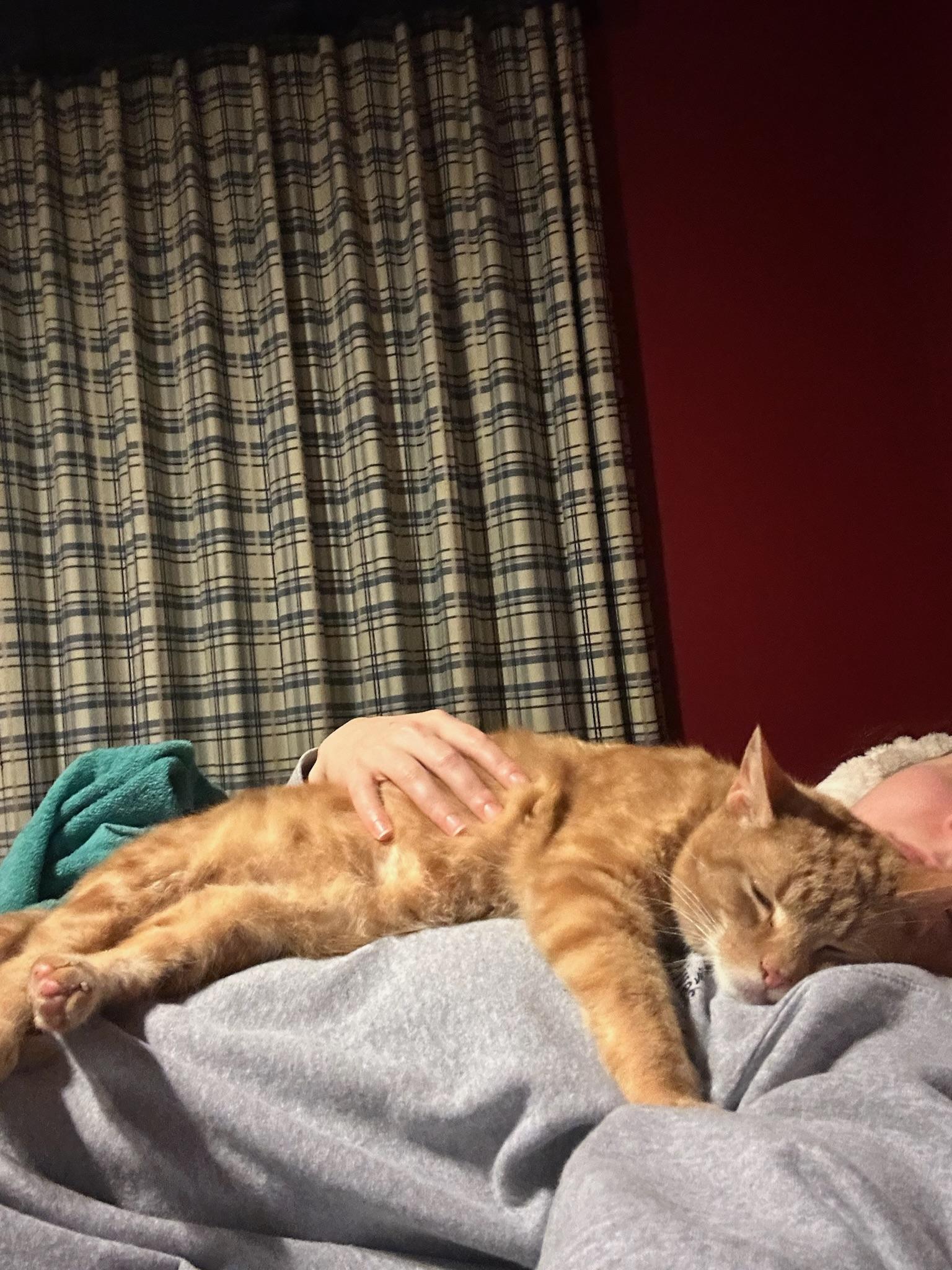 Enlarge KURT, a Adoptable Domestic Short Hair in Hartville, OH image 4/6