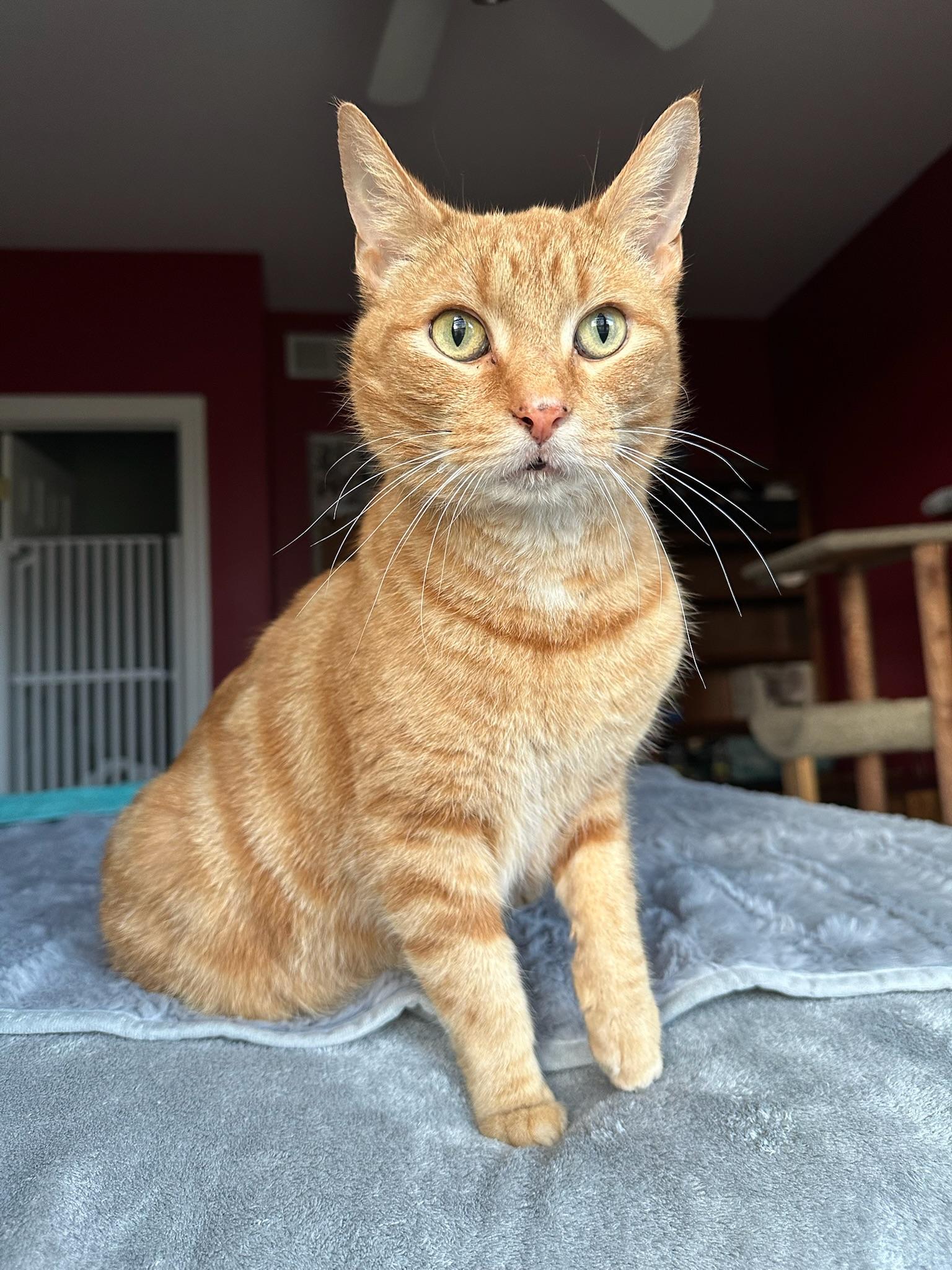 Enlarge KURT, a Adoptable Domestic Short Hair in Hartville, OH image 2/6