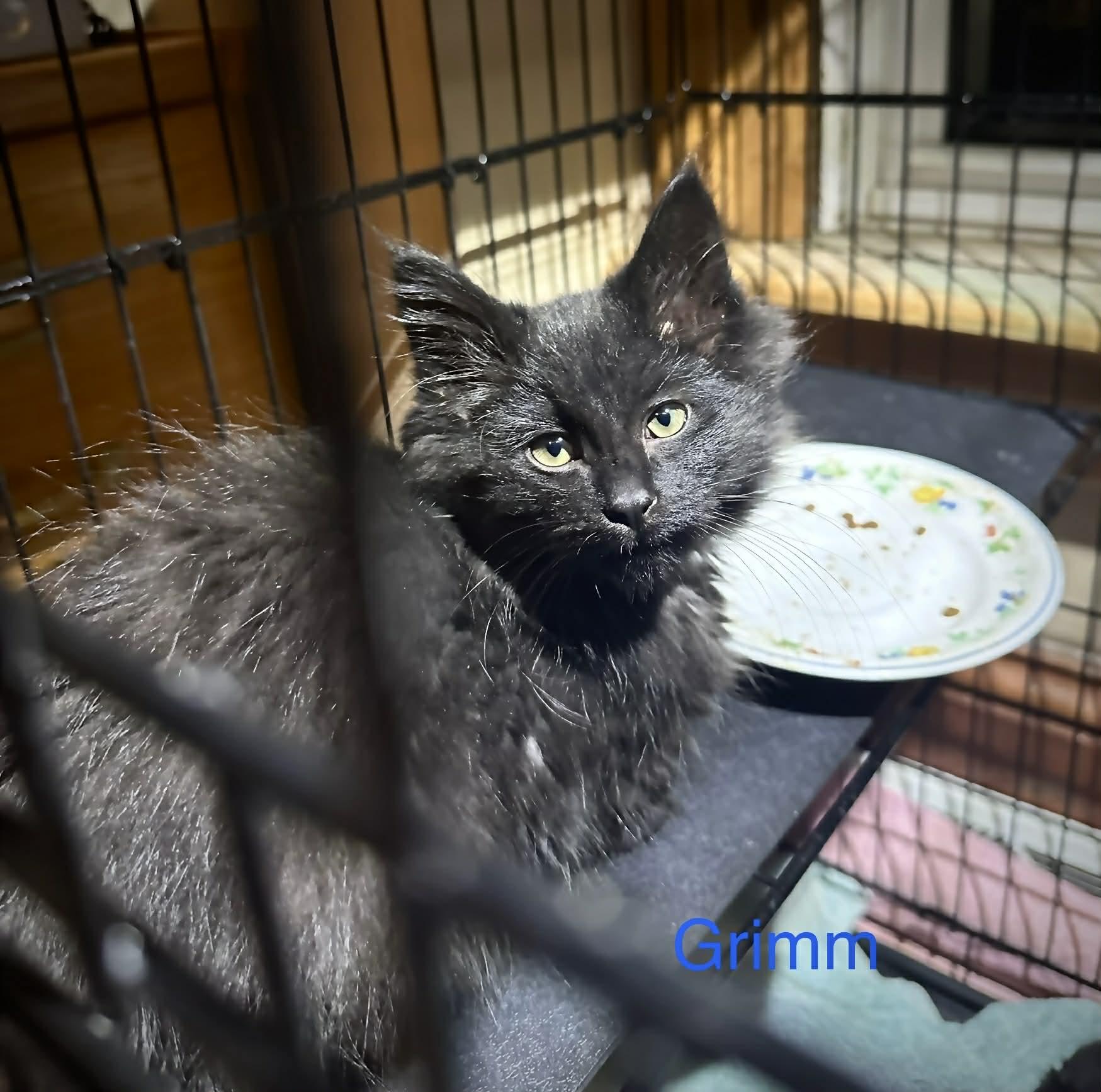 Enlarge Grimm, an adopted Domestic Long Hair in Reeseville, WI image 1/1