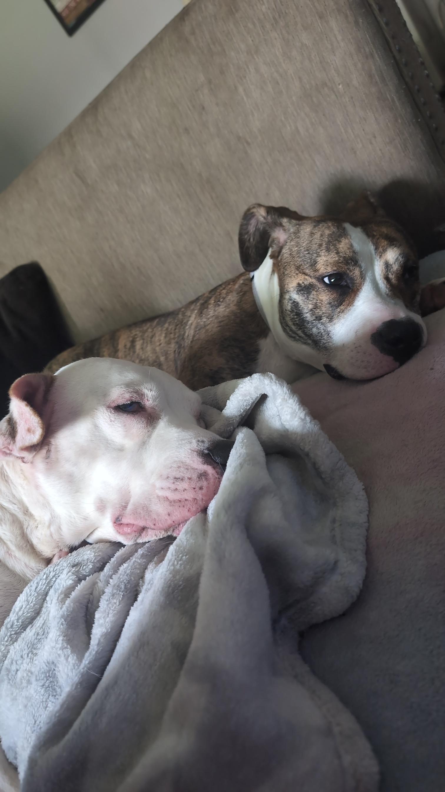 Cleo, a Adoptable Mixed Breed in Sioux Falls, SD image 2/6