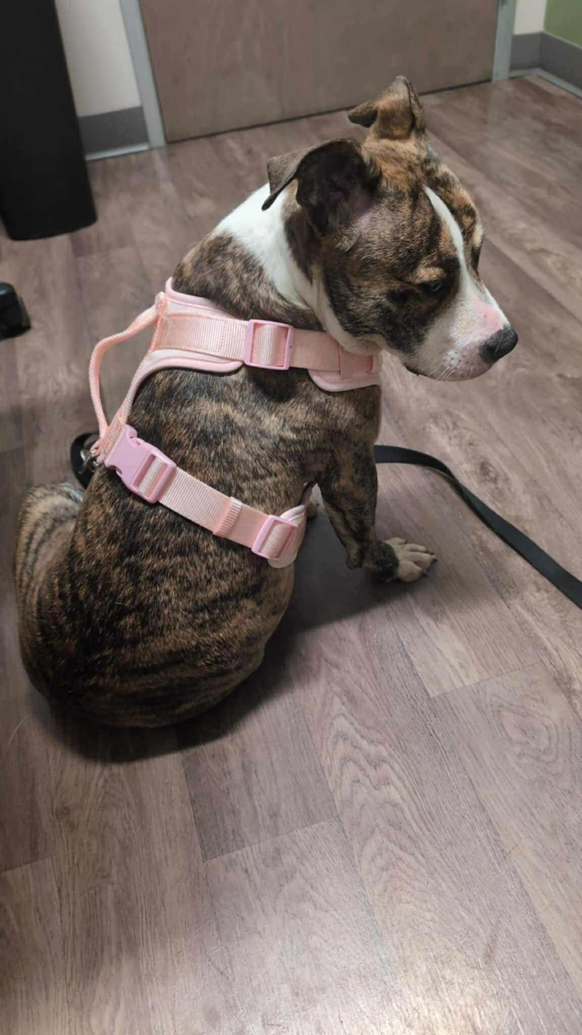 Cleo, a Adoptable Mixed Breed in Sioux Falls, SD image 4/6