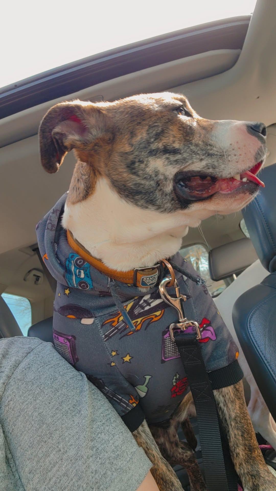 Cleo, a Adoptable Mixed Breed in Sioux Falls, SD image 5/6