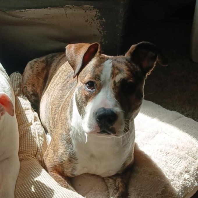 Cleo, Adoptable, Young Female Mixed Breed.