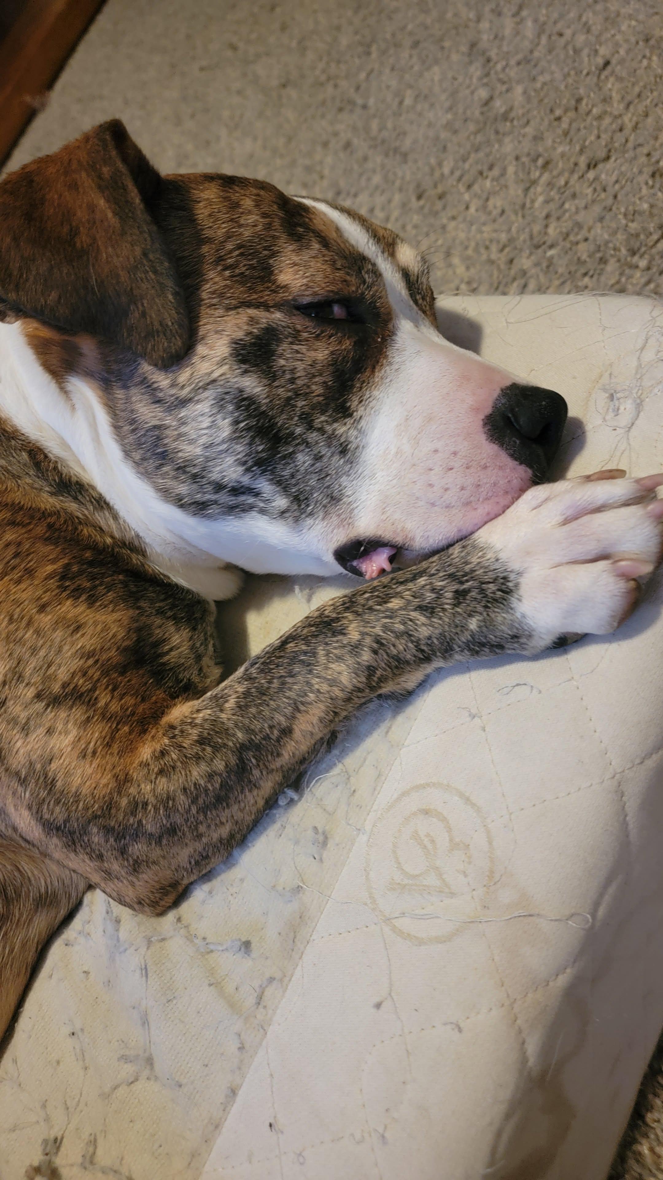 Cleo, a Adoptable Mixed Breed in Sioux Falls, SD image 6/6