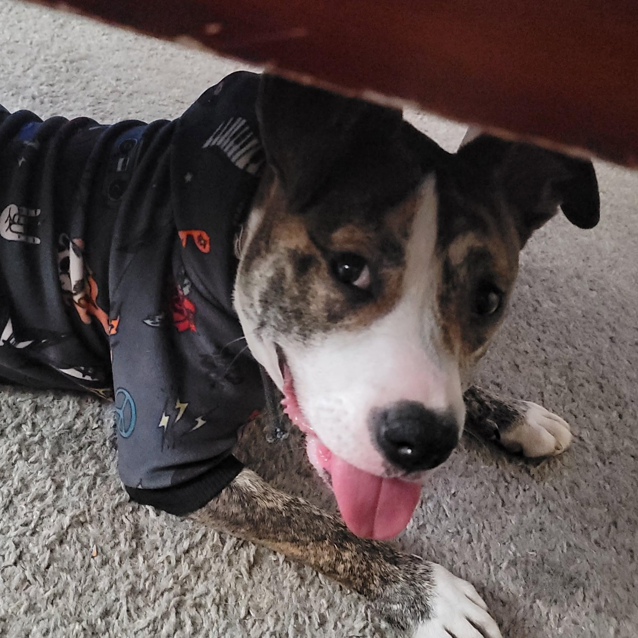 Cleo, a Adoptable Mixed Breed in Sioux Falls, SD image 3/6