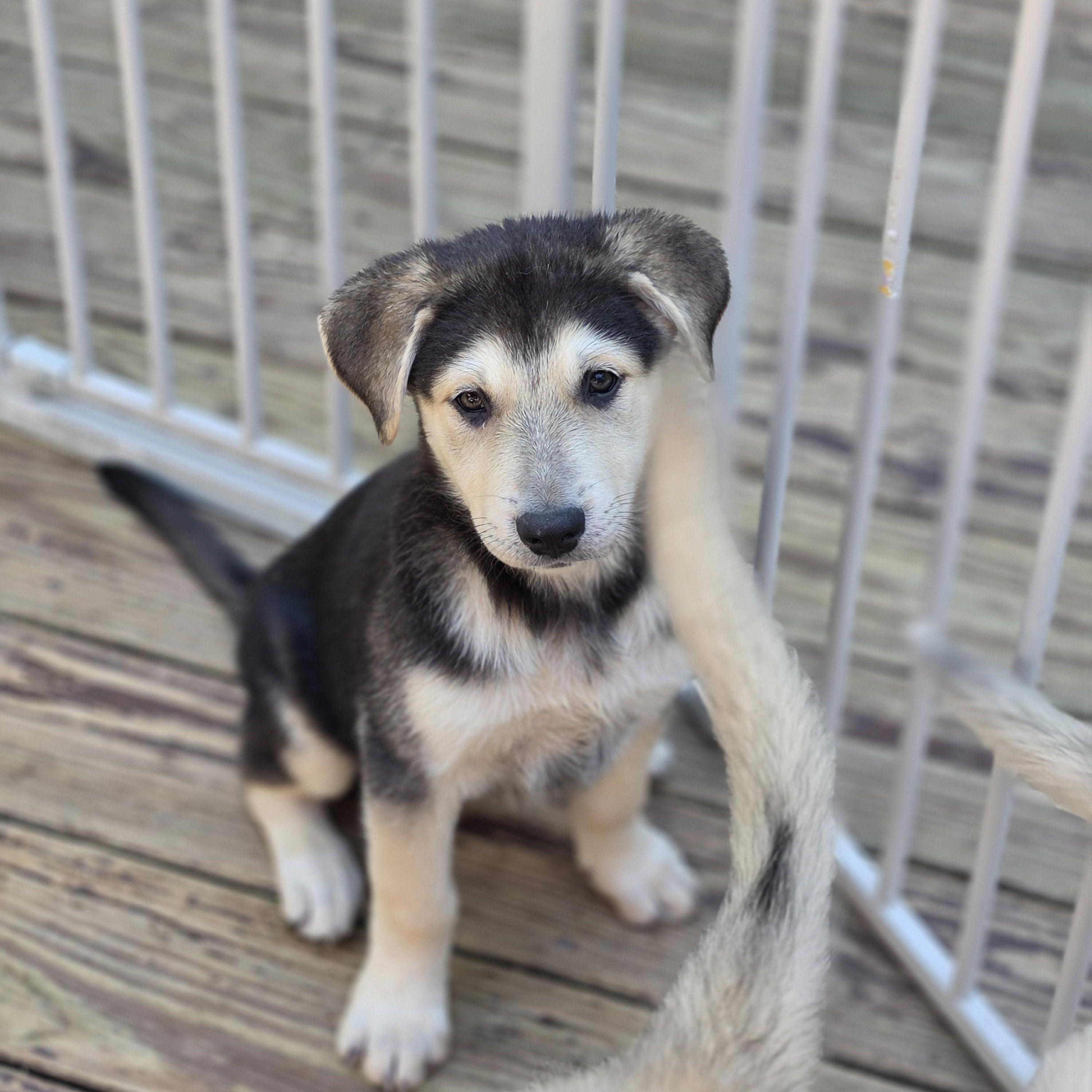 Enlarge Abby, an adopted mixed breed in Blairstown, NJ image 4/5