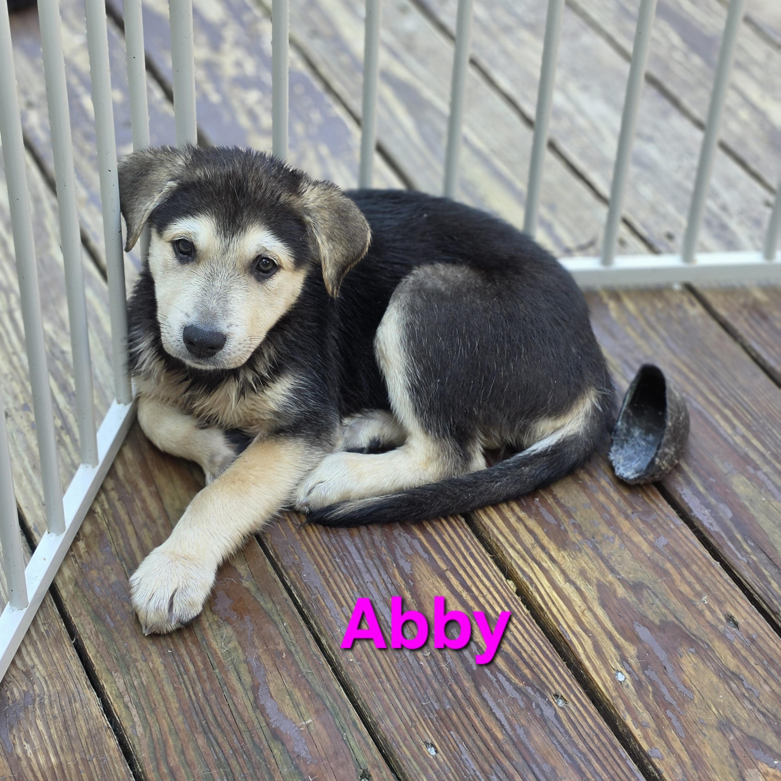 Enlarge Abby, an adopted mixed breed in Blairstown, NJ image 5/5