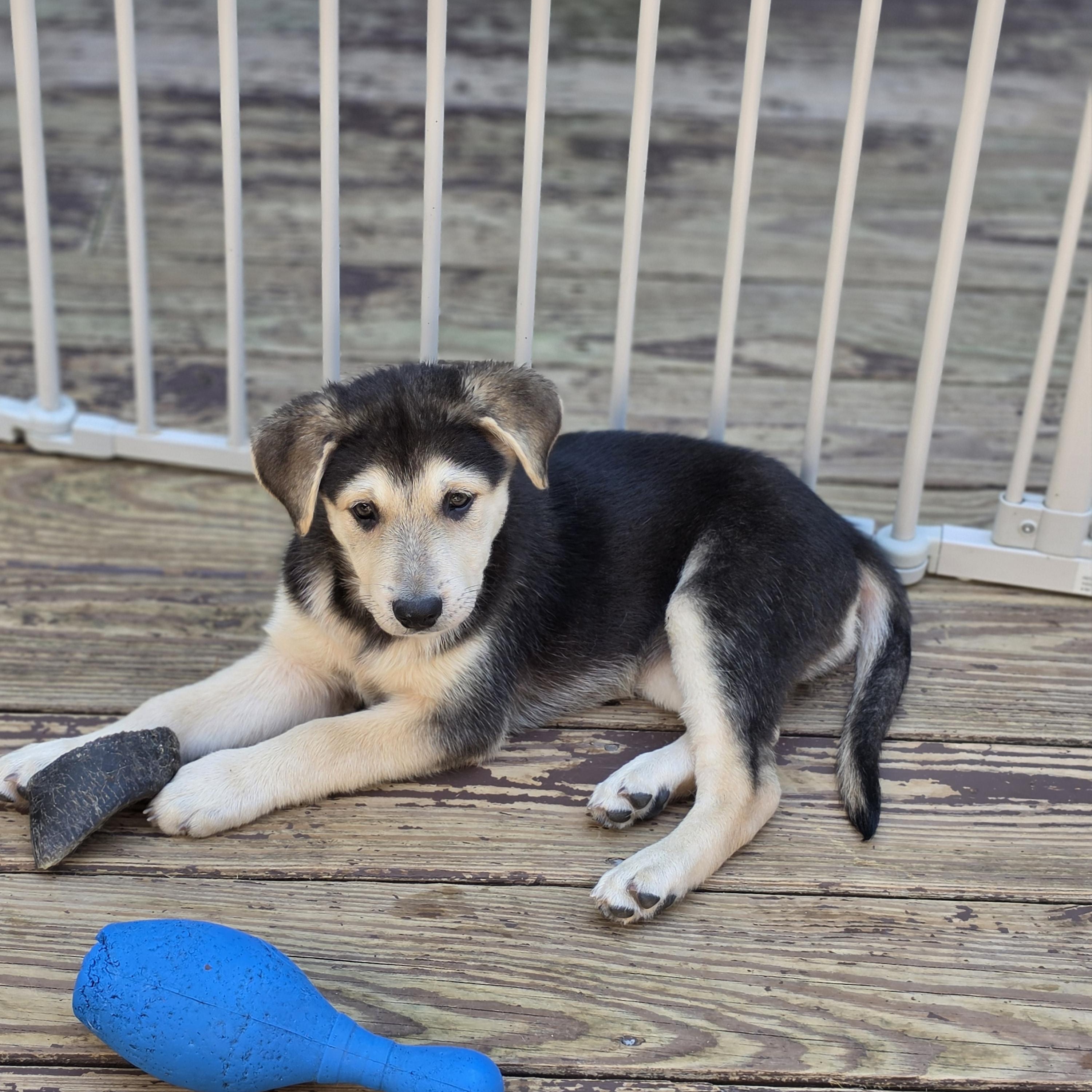 Enlarge Abby, an adopted mixed breed in Blairstown, NJ image 2/5