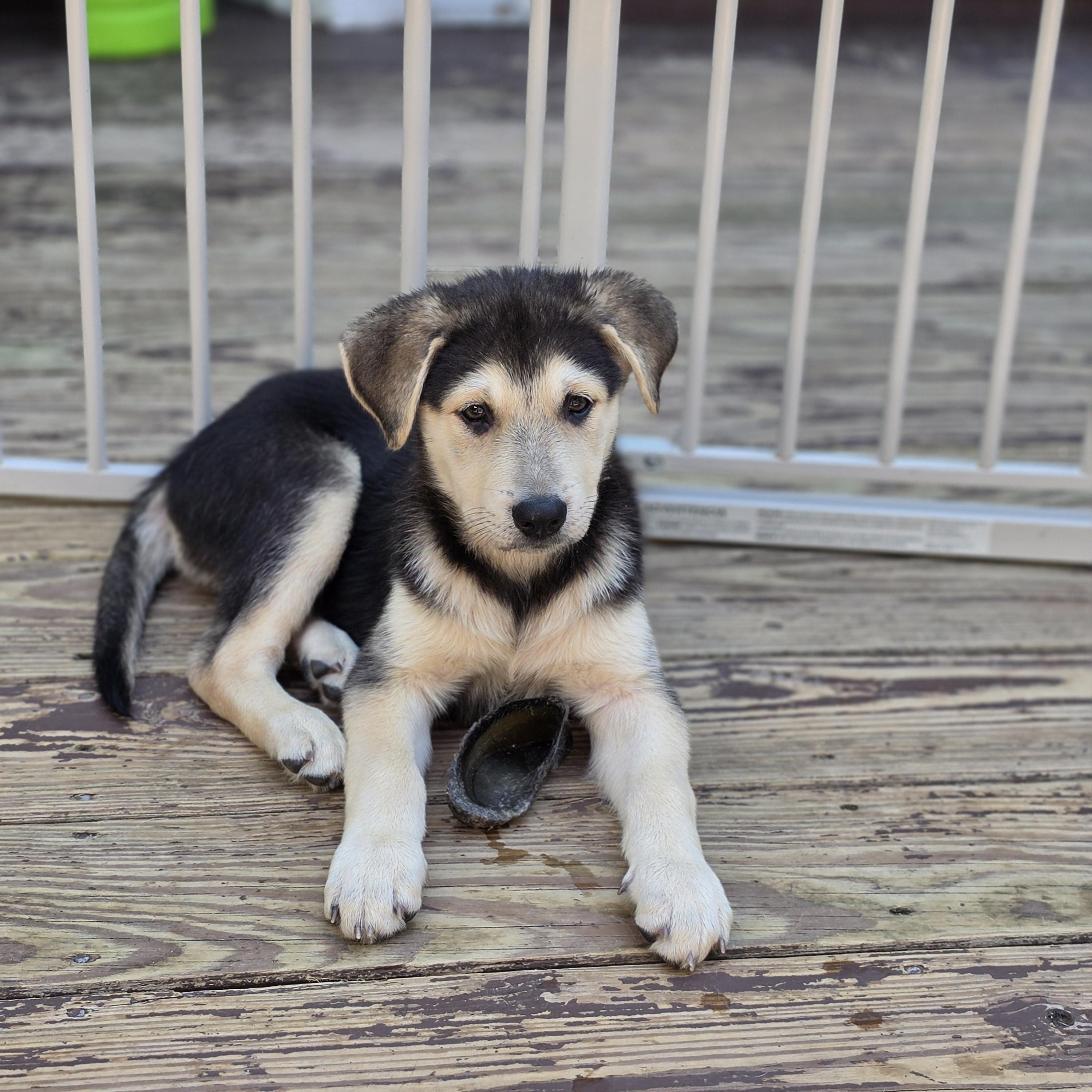 Abby, adopted, Puppy Female German Shepherd Dog & Mixed Breed.