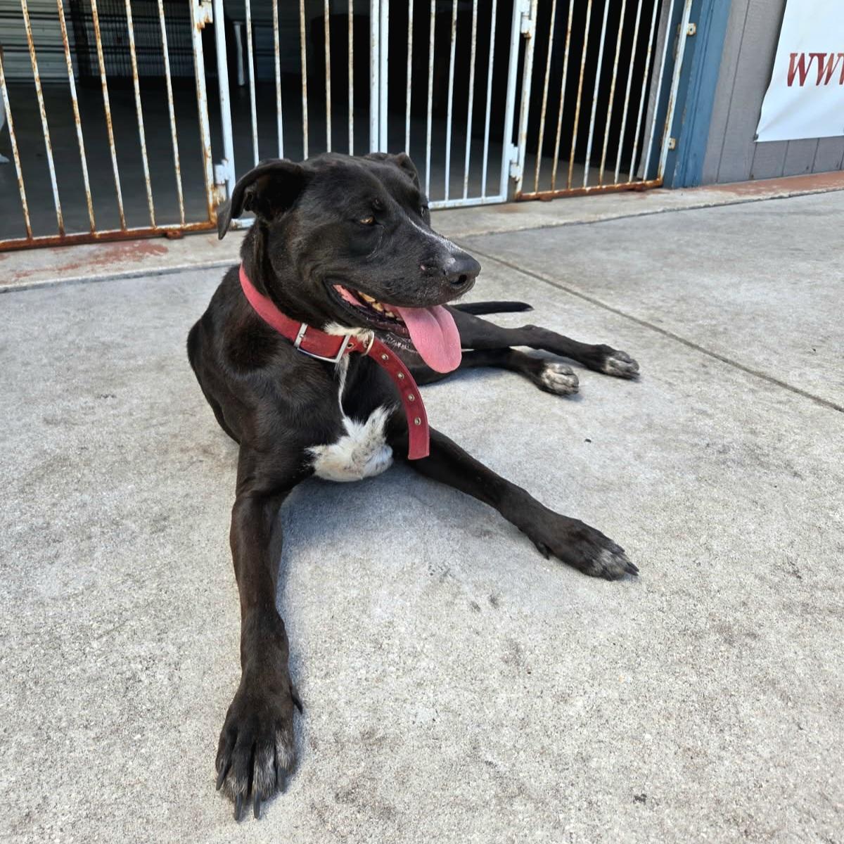 Enlarge *Courtesy Listing* Nike, a ADOPTABLE mixed breed in Oviedo, FL image 2/2