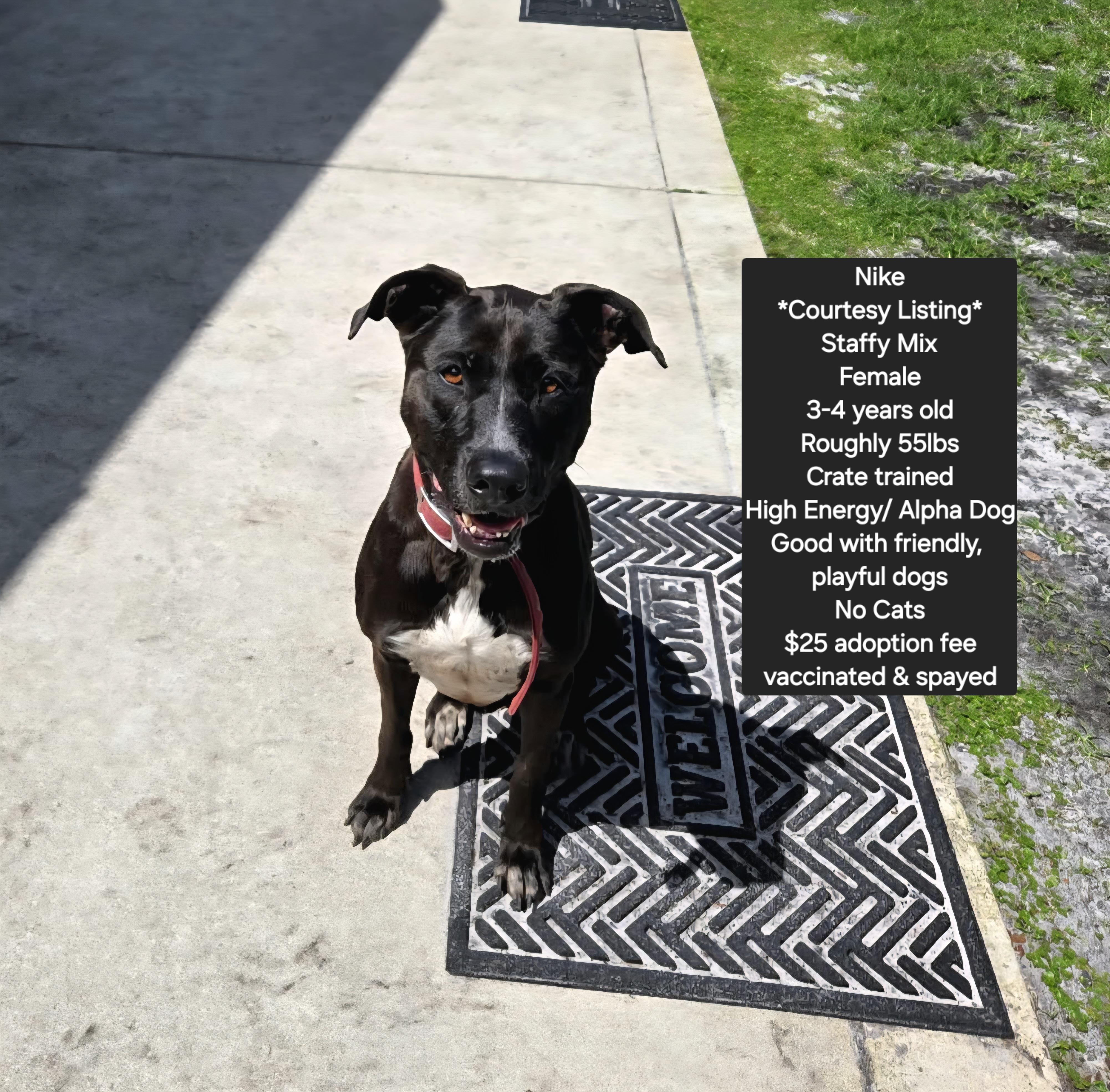 *Courtesy Listing* Nike, ADOPTABLE, Adult Female Staffordshire Bull Terrier & Boxer.