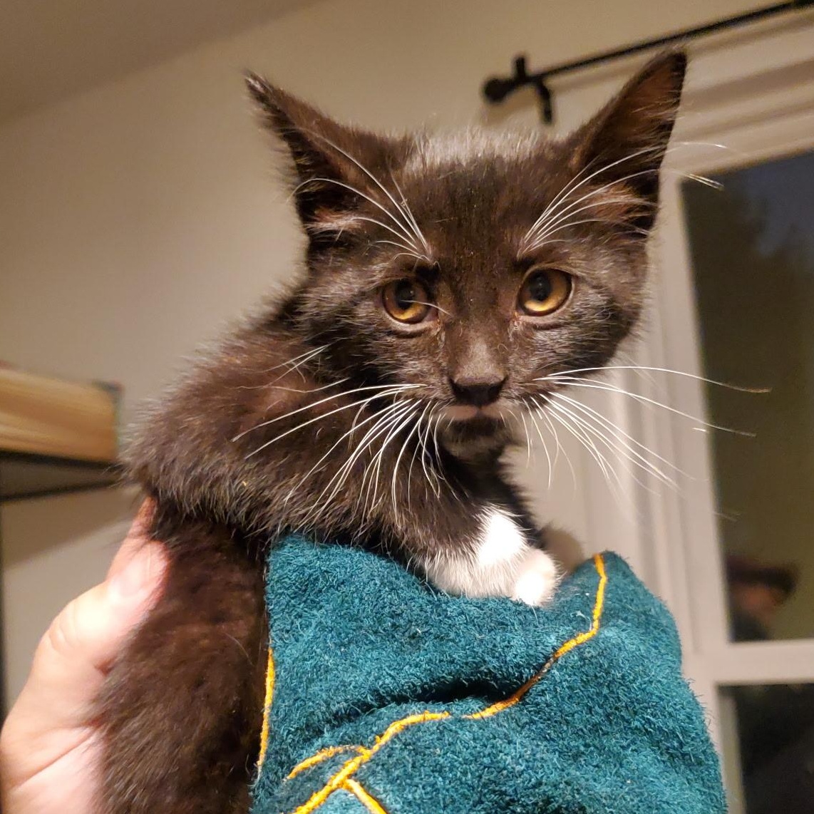 Newt, ADOPTABLE, Young Female Tuxedo.