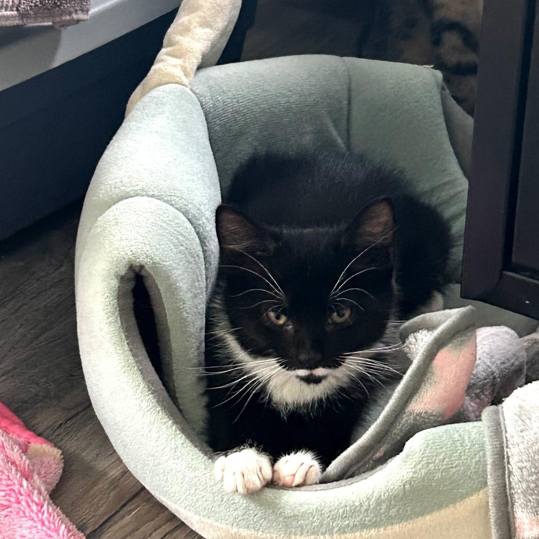 Enlarge Newt, a ADOPTABLE Tuxedo in Maple Shade, NJ image 3/3