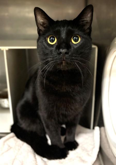 HAMBY, Adoptable, Young Male Domestic Short Hair.