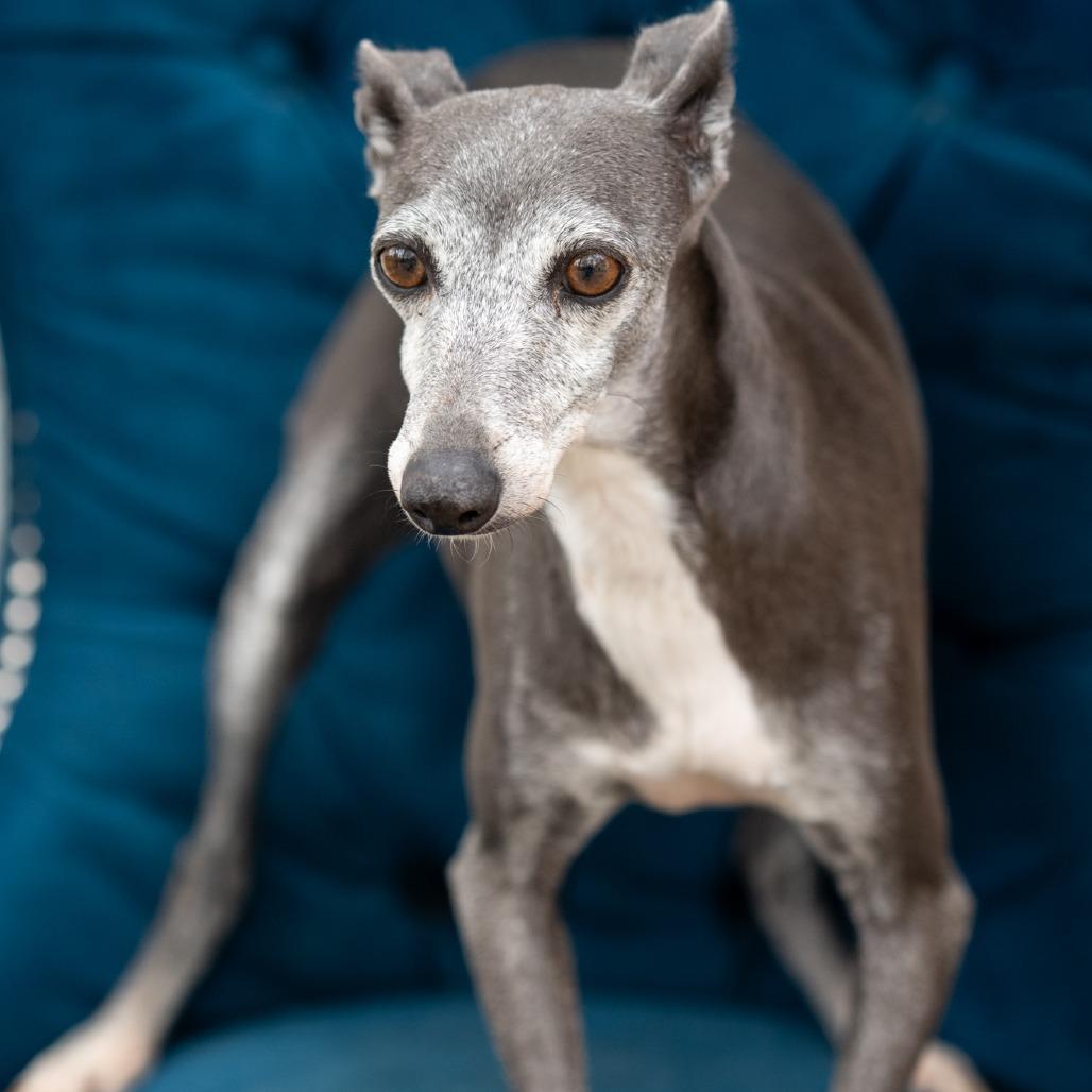 Heather, ADOPTABLE, Adult Female Italian Greyhound.