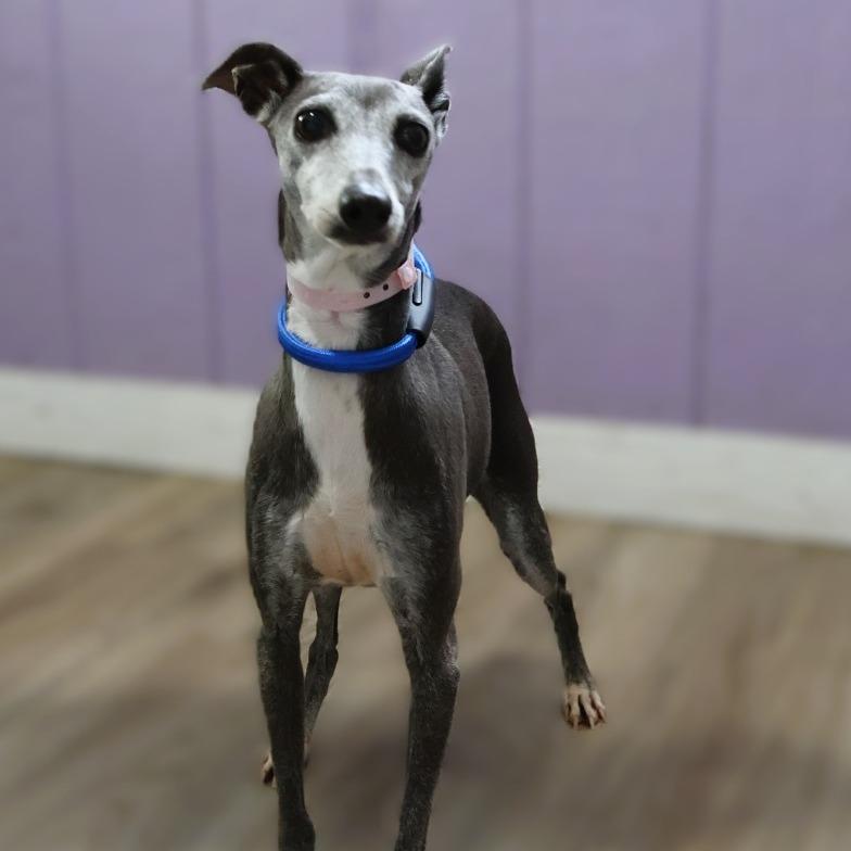 Enlarge Heather, a ADOPTABLE Italian Greyhound in Zionsville, IN image 2/2