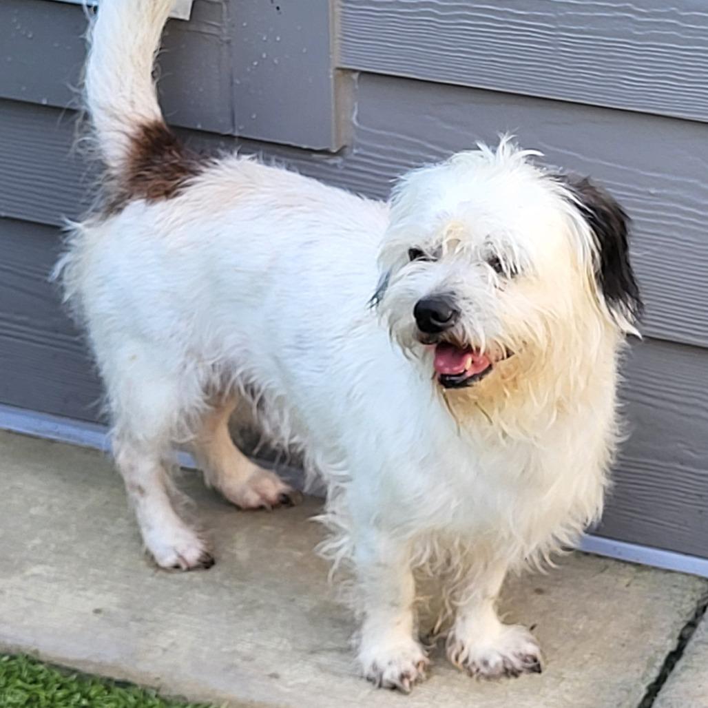 Enlarge Duncan, a Adoptable mixed breed in Virginia Beach, VA image 1/5