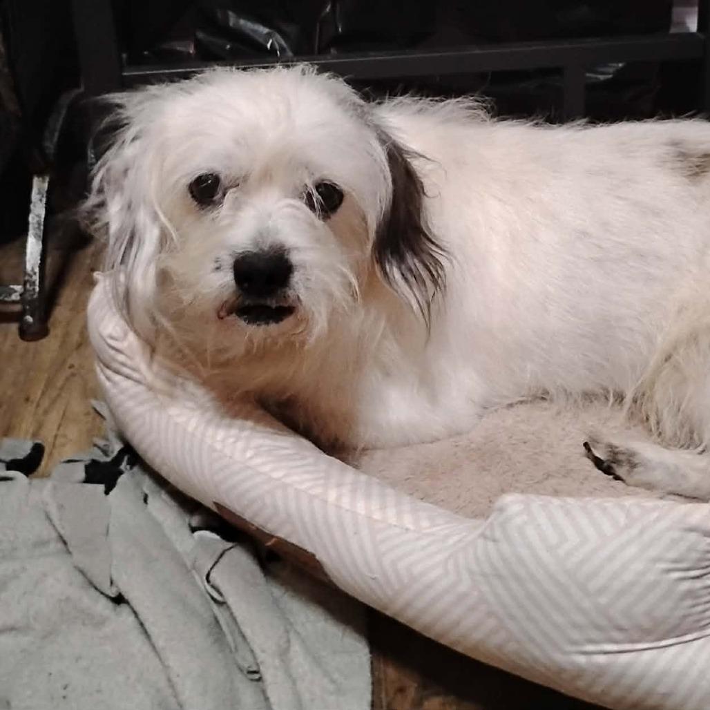 Enlarge Duncan, a Adoptable mixed breed in Virginia Beach, VA image 5/5