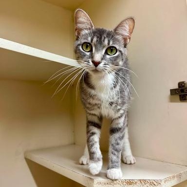 Enlarge Tilapia, a ADOPTABLE American Shorthair in Danbury, CT image 1/3