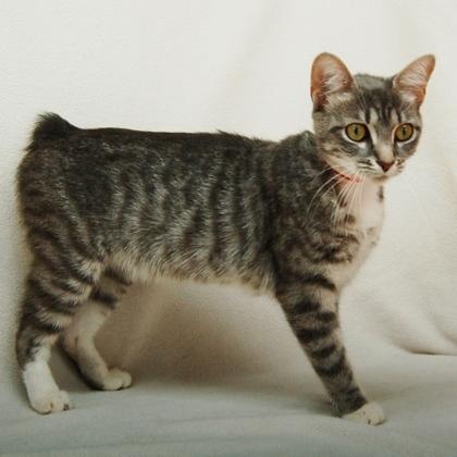 Enlarge Tilapia, a ADOPTABLE American Shorthair in Danbury, CT image 3/3