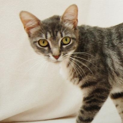 Enlarge Tilapia, a ADOPTABLE American Shorthair in Danbury, CT image 2/3