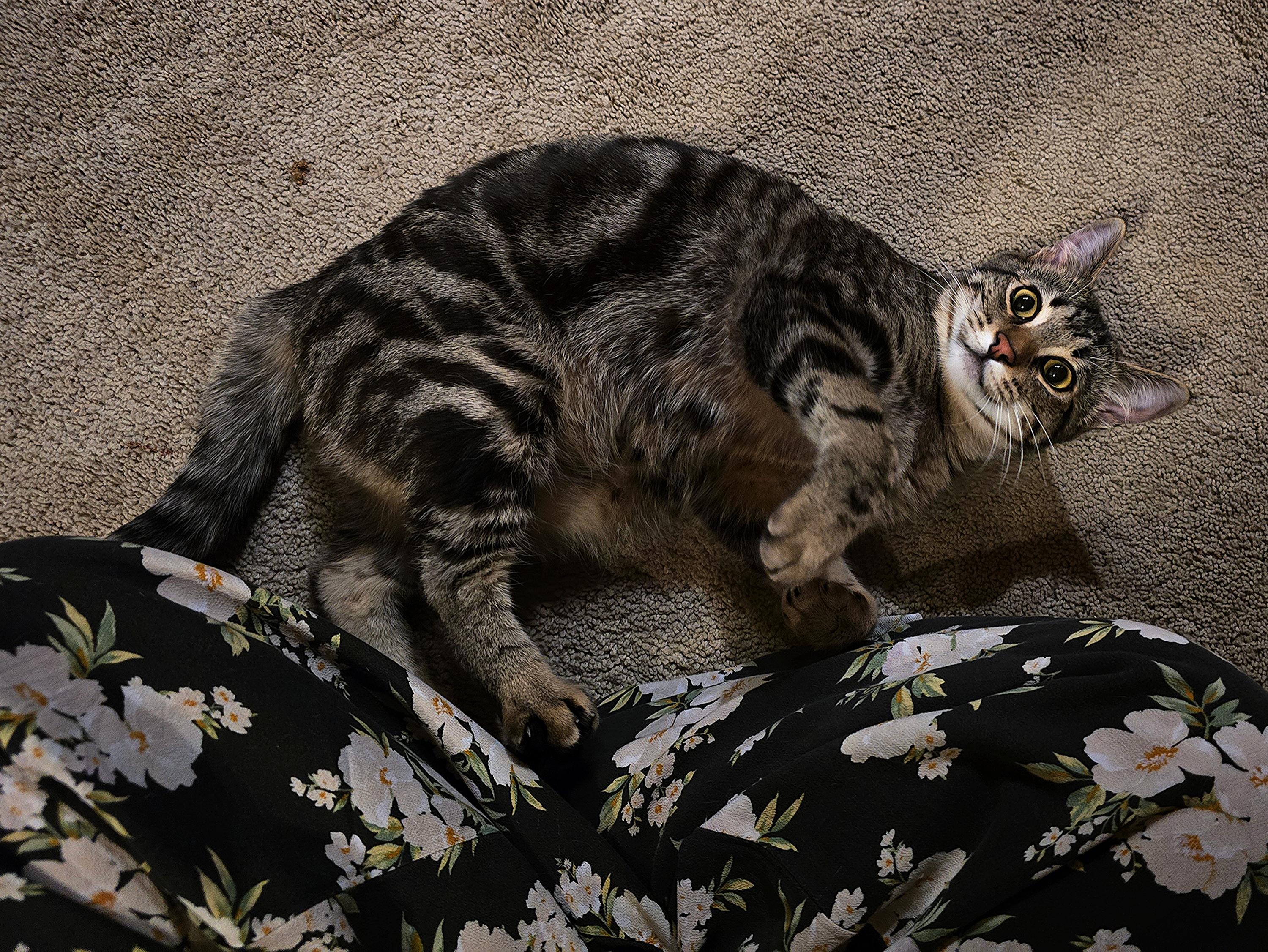 Enlarge Brad, a Adopted Domestic Short Hair in Sammamish, WA image 3/4
