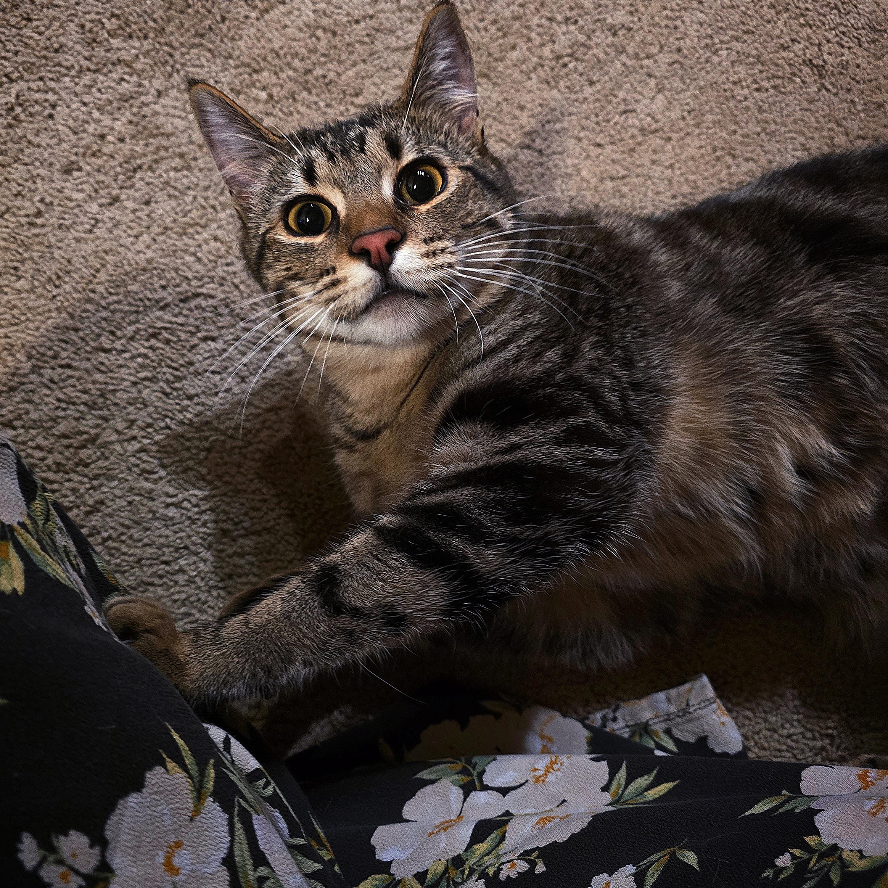 Brad, Adopted, Young Male Domestic Short Hair.