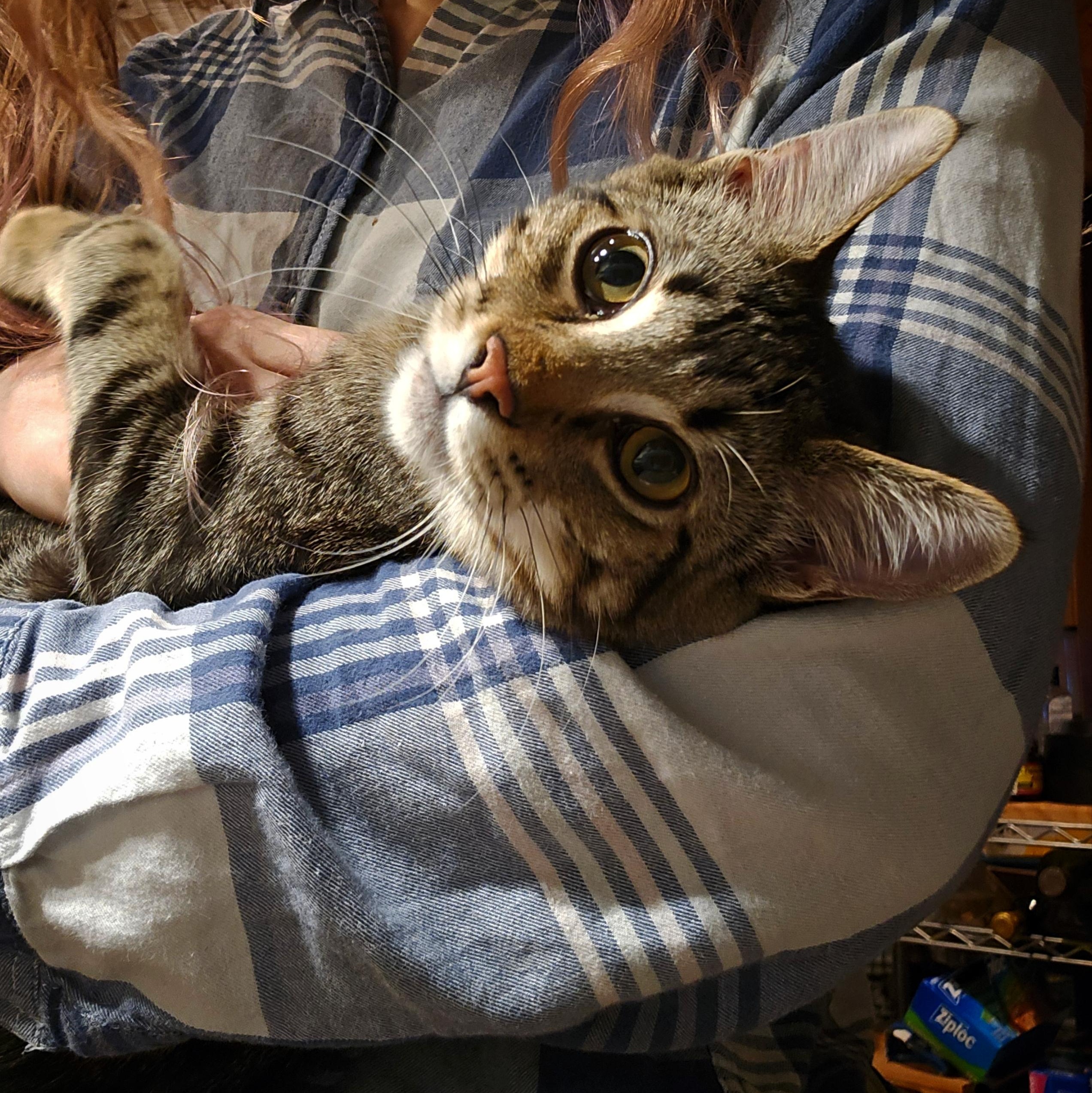 Enlarge Brad, a Adopted Domestic Short Hair in Sammamish, WA image 2/4