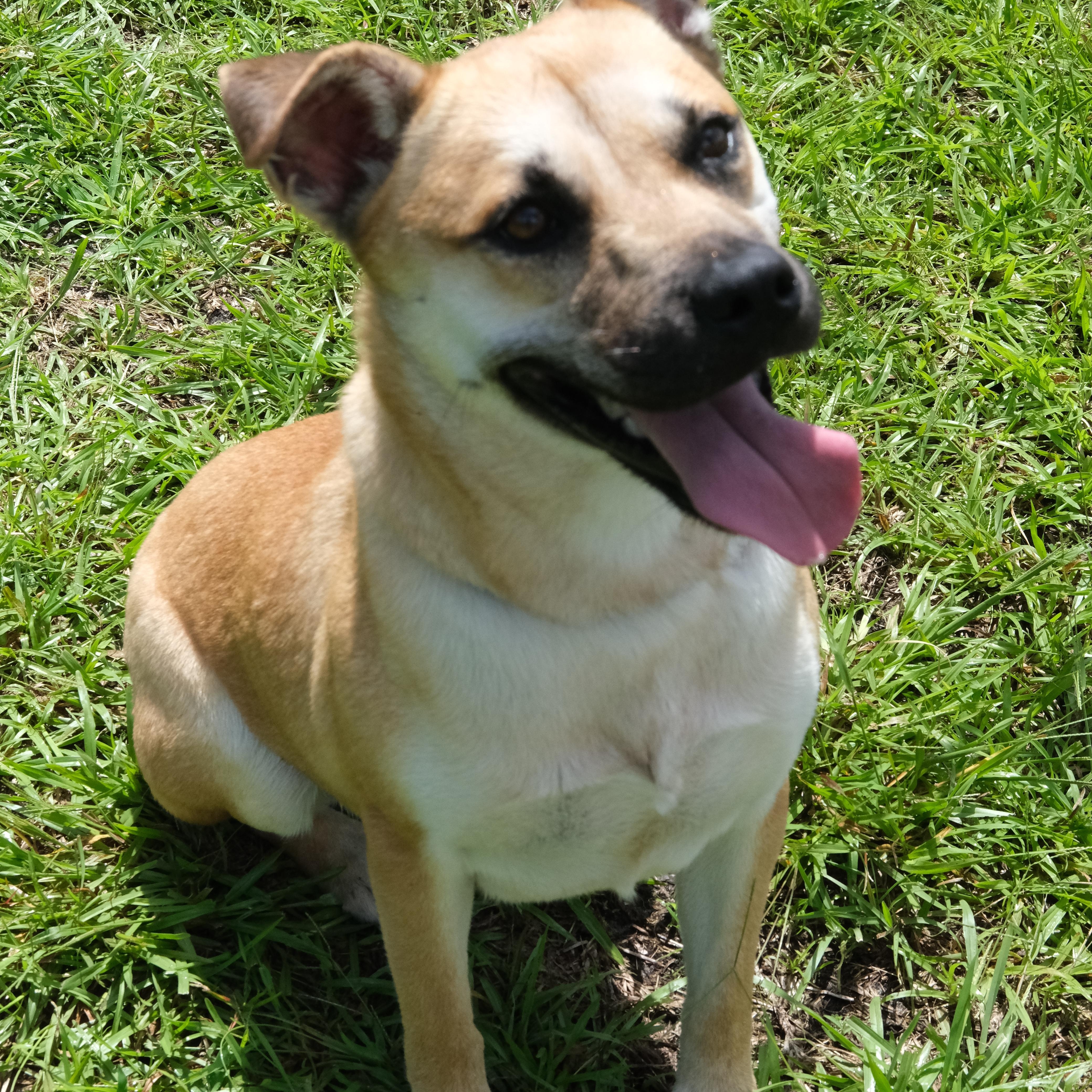 Tiana, Adoptable, Young Female Shepherd & Hound.