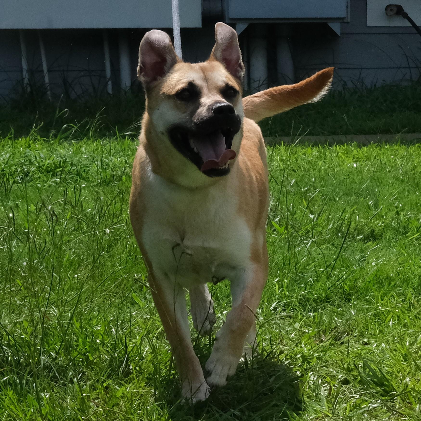 Tiana, a Adoptable mixed breed in Winnabow, NC image 2/3