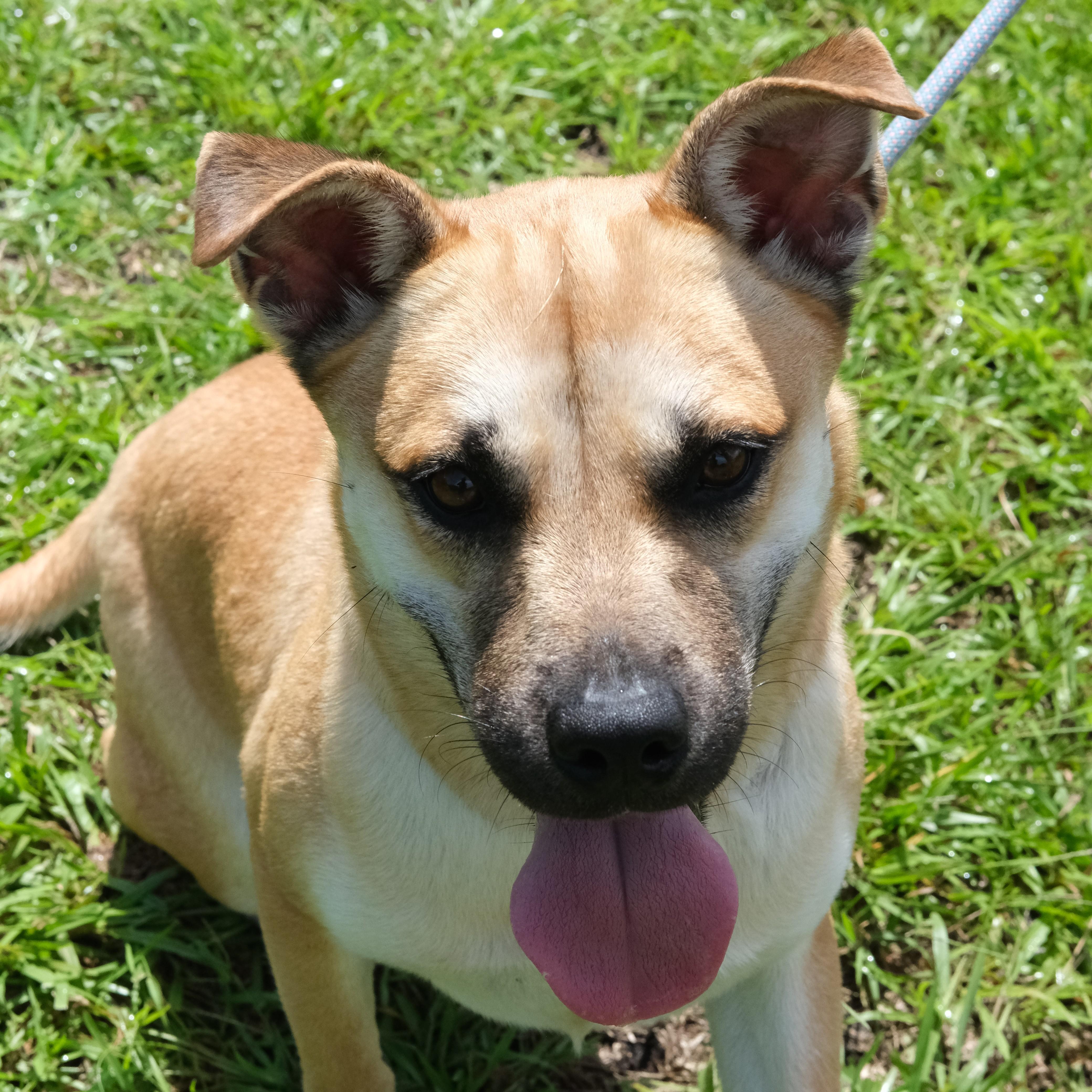 Tiana, a Adoptable mixed breed in Winnabow, NC image 3/3