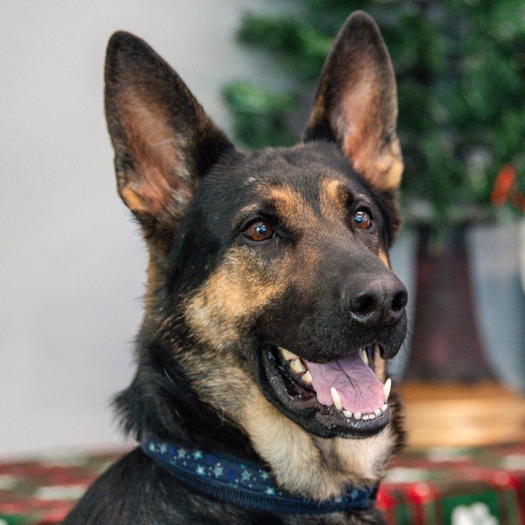 Kimber, Adoptable, Adult Female German Shepherd Dog.