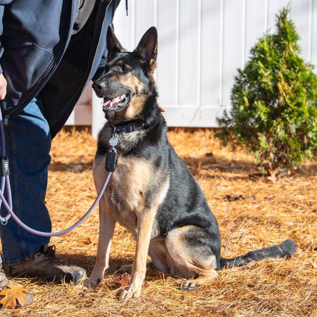 Kimber, Adoptable, Adult Female German Shepherd Dog.