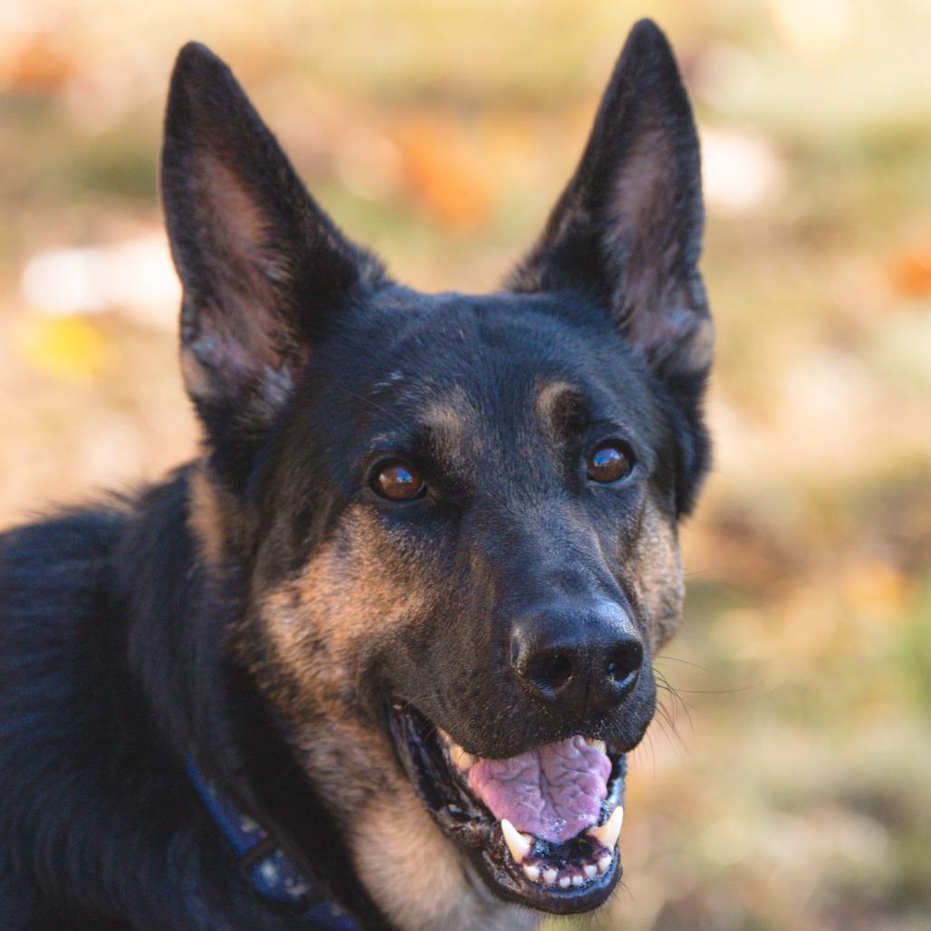Enlarge Kimber, a Adoptable German Shepherd Dog in Kennebunk, ME image 4/6