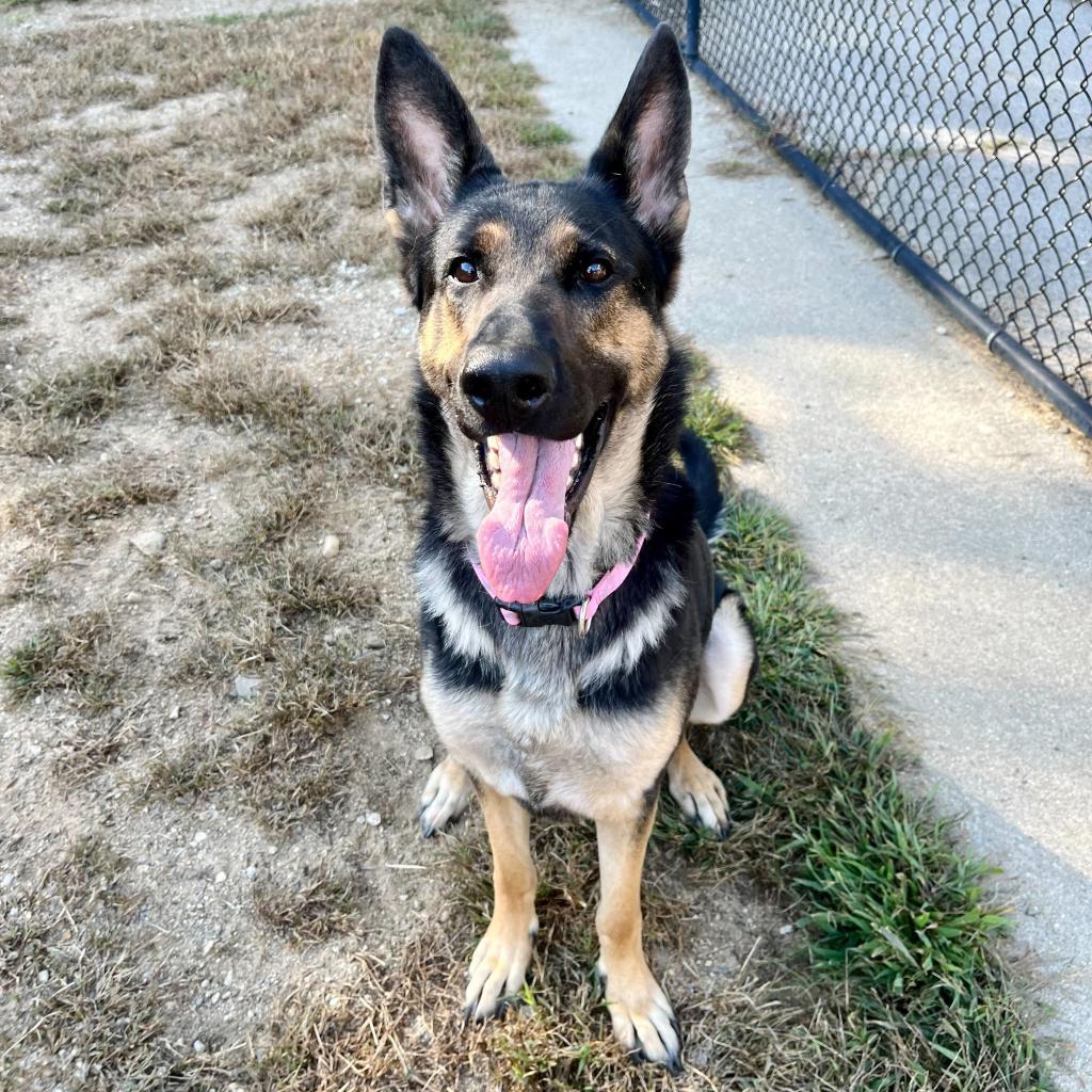 Enlarge Kimber, a Adoptable German Shepherd Dog in Kennebunk, ME image 5/6