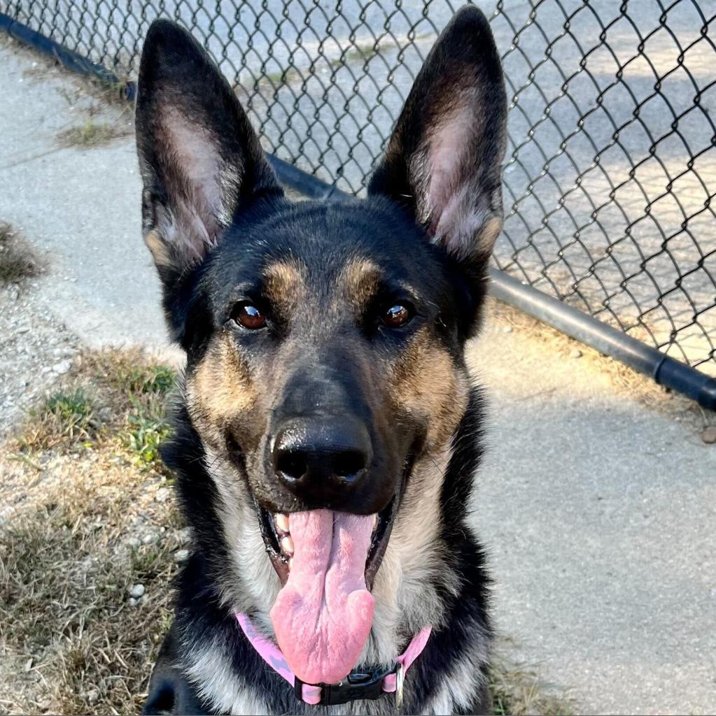 Enlarge Kimber, a Adoptable German Shepherd Dog in Kennebunk, ME image 6/6