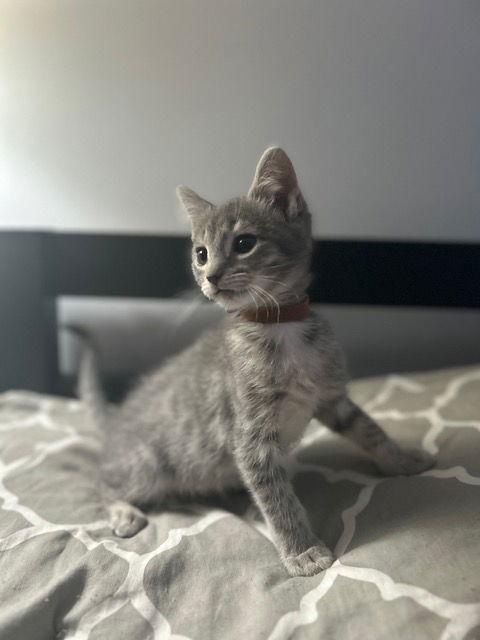 Nadia's Rocky KITTEN, a Adopted Domestic Short Hair in Rockaway, NJ image 1/2