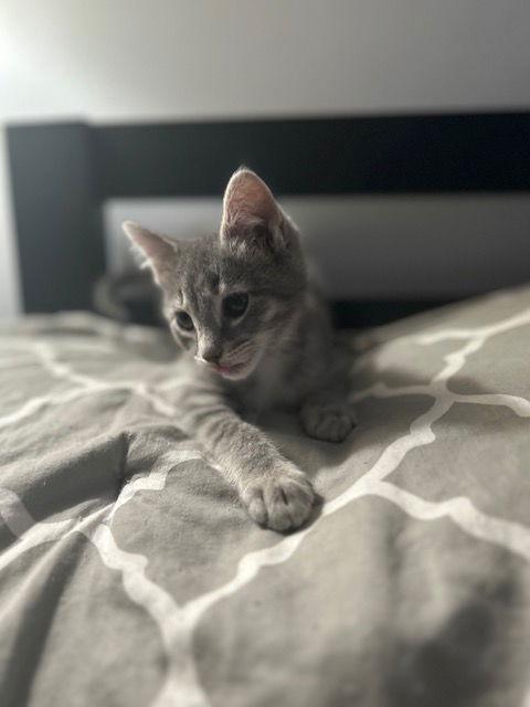 Nadia's Rocky KITTEN, a Adopted Domestic Short Hair in Rockaway, NJ image 2/2