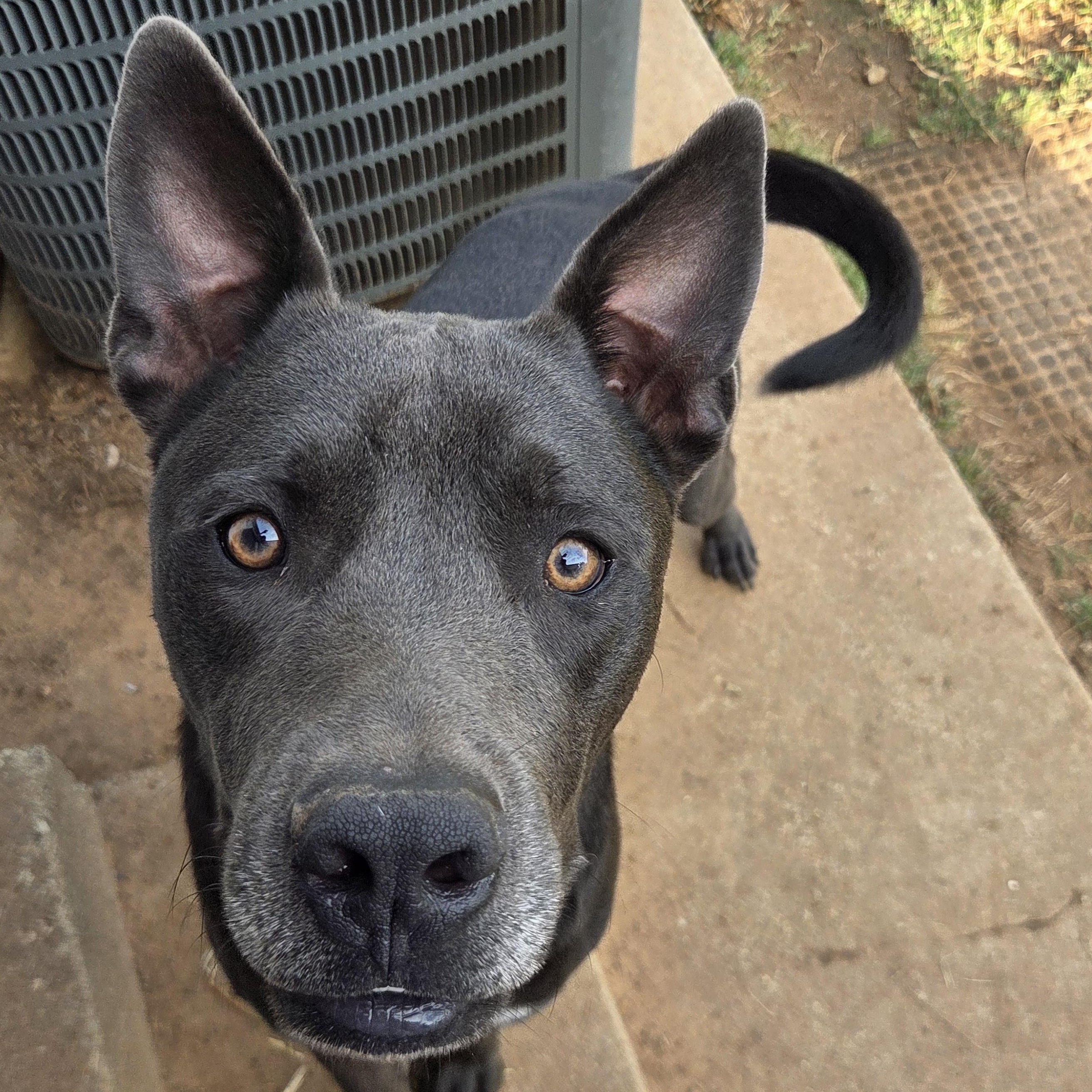 Indigo, ADOPTABLE, Young • Male, Black Mouth Cur & Chow Chow.