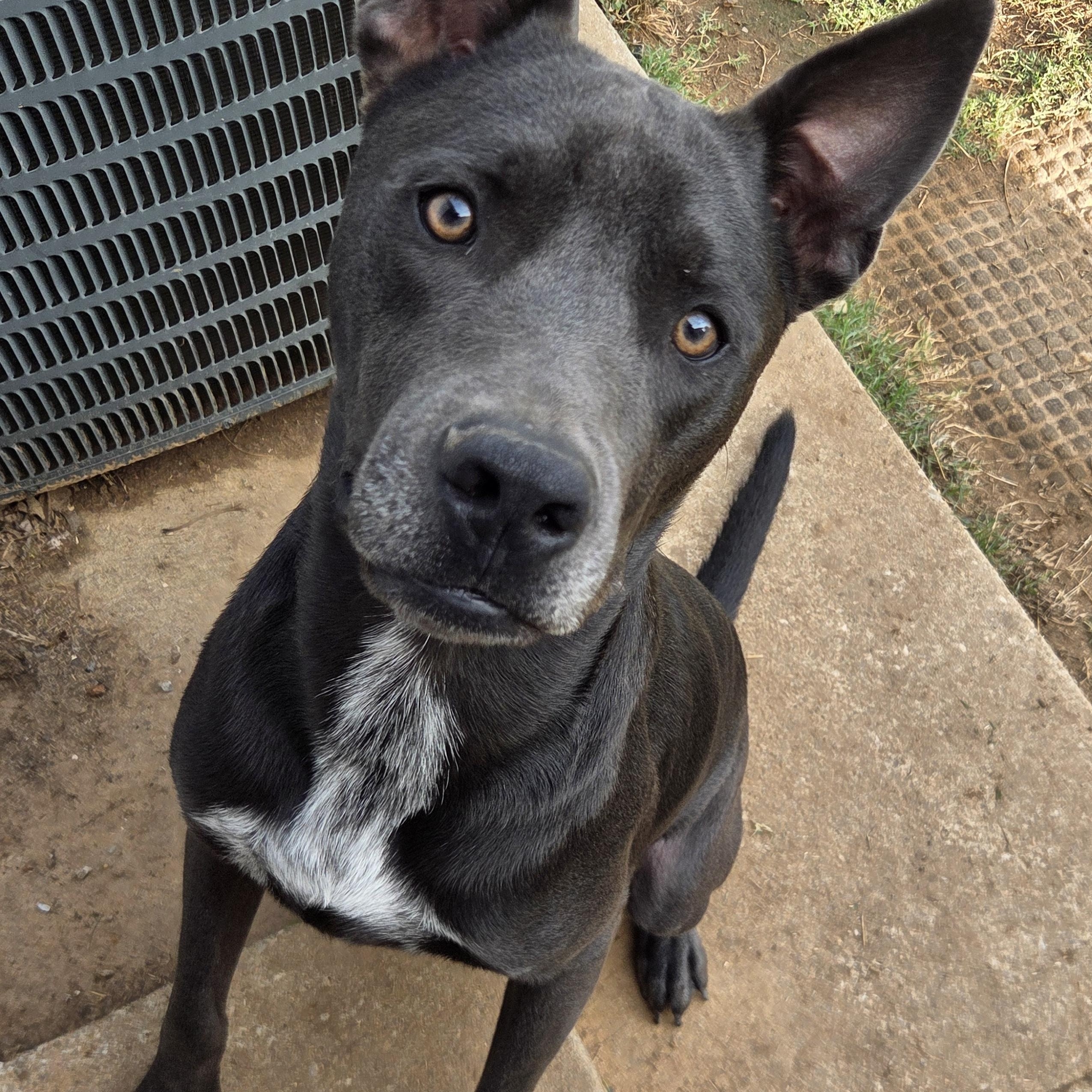 Enlarge Indigo, a Adoptable mixed breed in Owasso, OK image 3/6