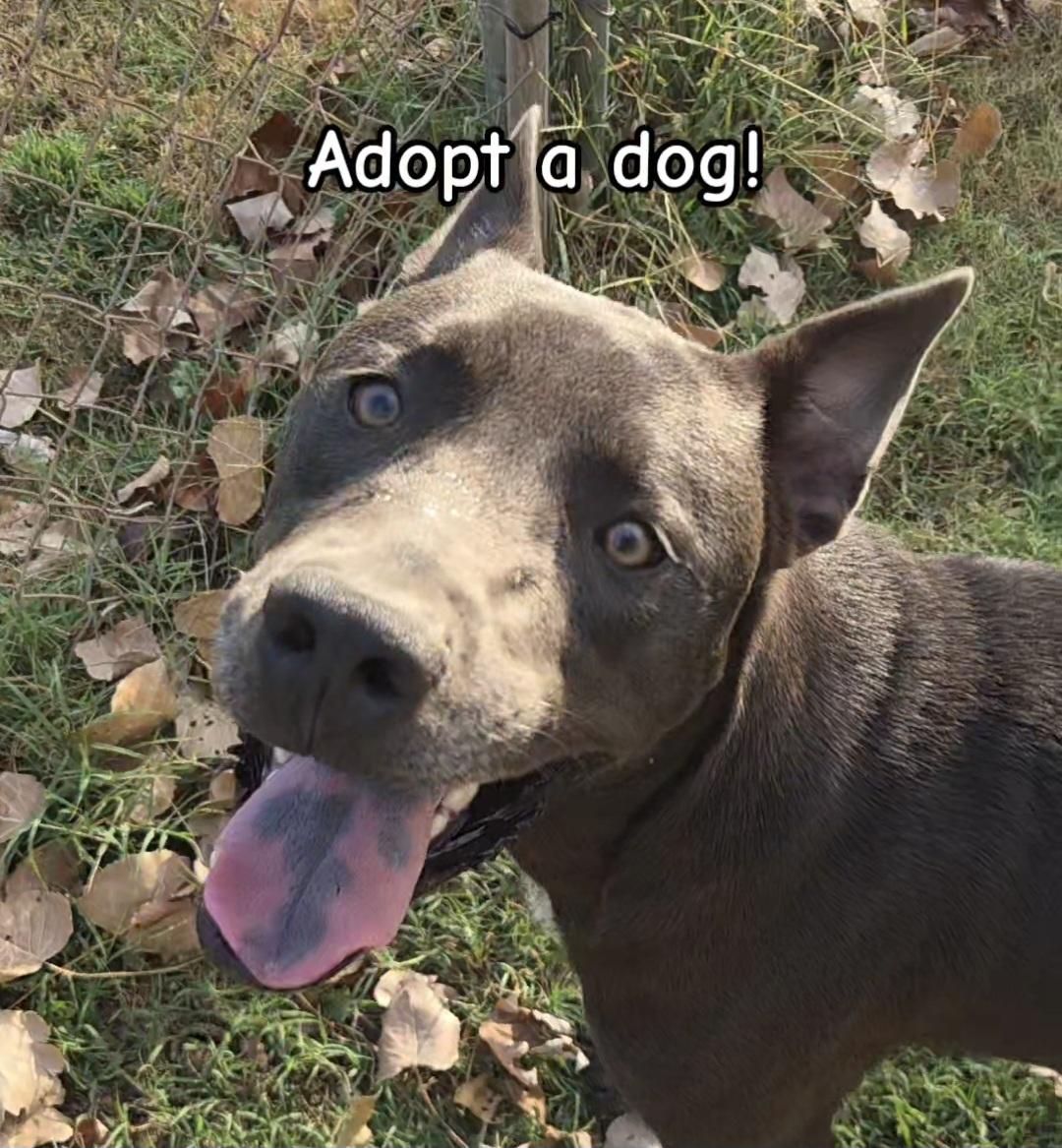 Enlarge Indigo, a Adoptable mixed breed in Owasso, OK image 2/6