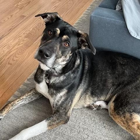 Pip, an adoptable Cattle Dog, Labrador Retriever in Aspen, CO, 81612 | Photo Image 1