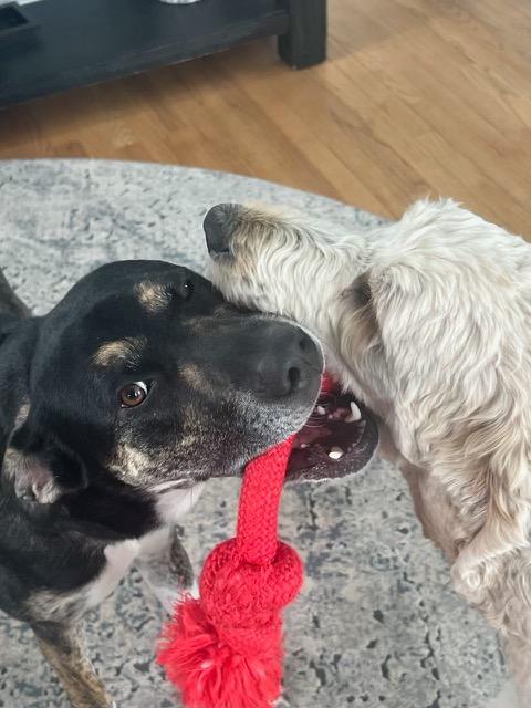 Pip, an adoptable Cattle Dog, Labrador Retriever in Aspen, CO, 81612 | Photo Image 3