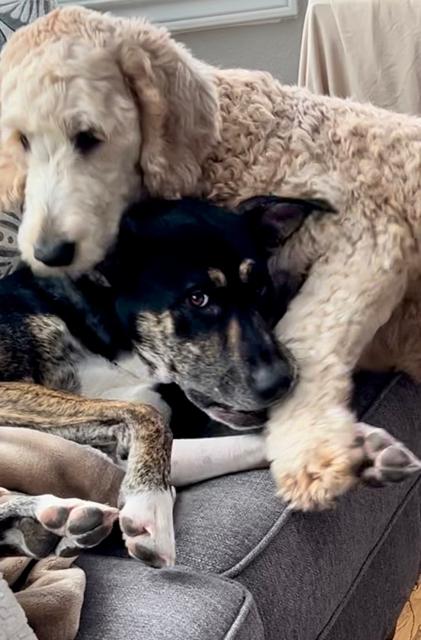 Pip, an adoptable Cattle Dog, Labrador Retriever in Aspen, CO, 81612 | Photo Image 4