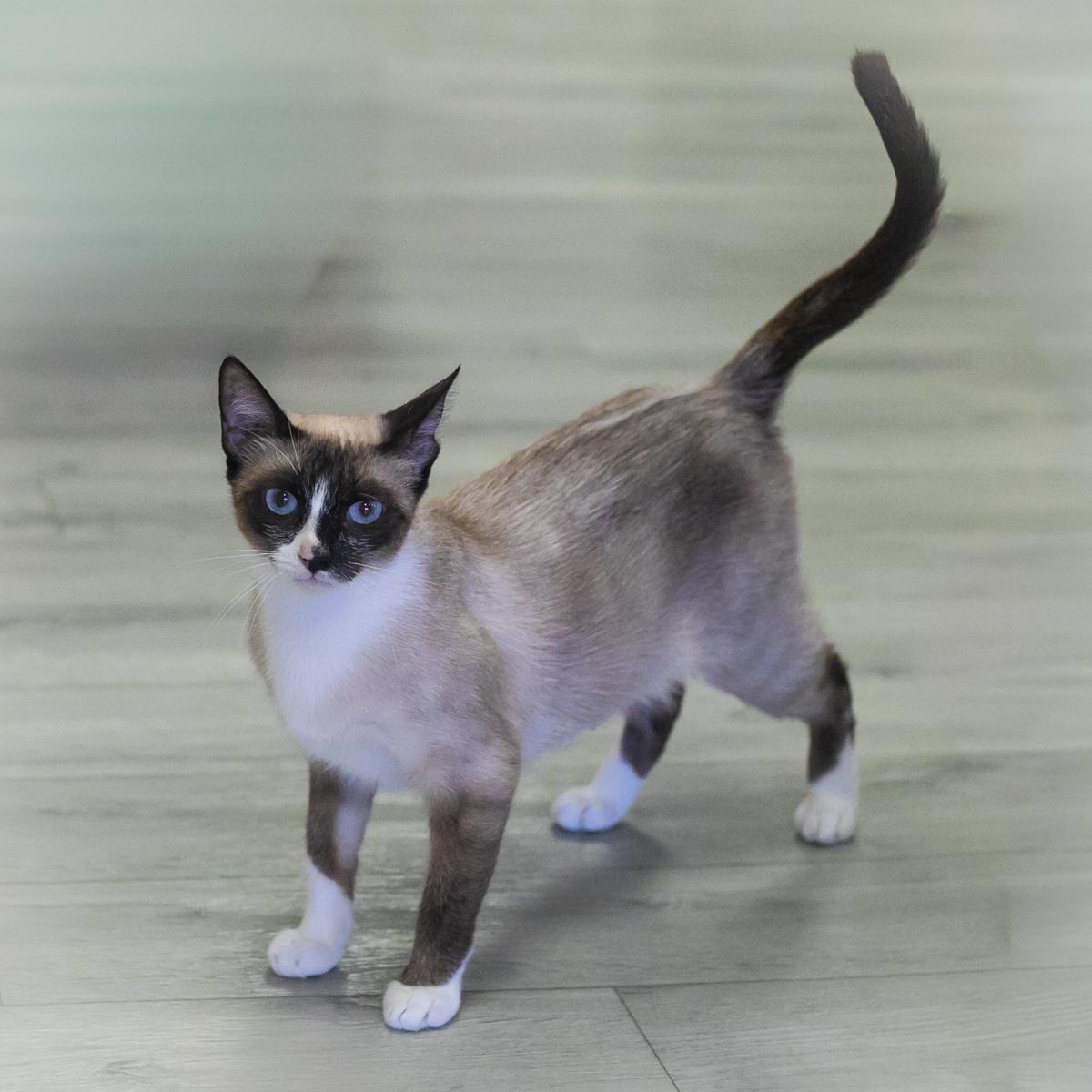 Enlarge Selesta, a Adoptable Snowshoe in St. Augustine, FL image 3/5