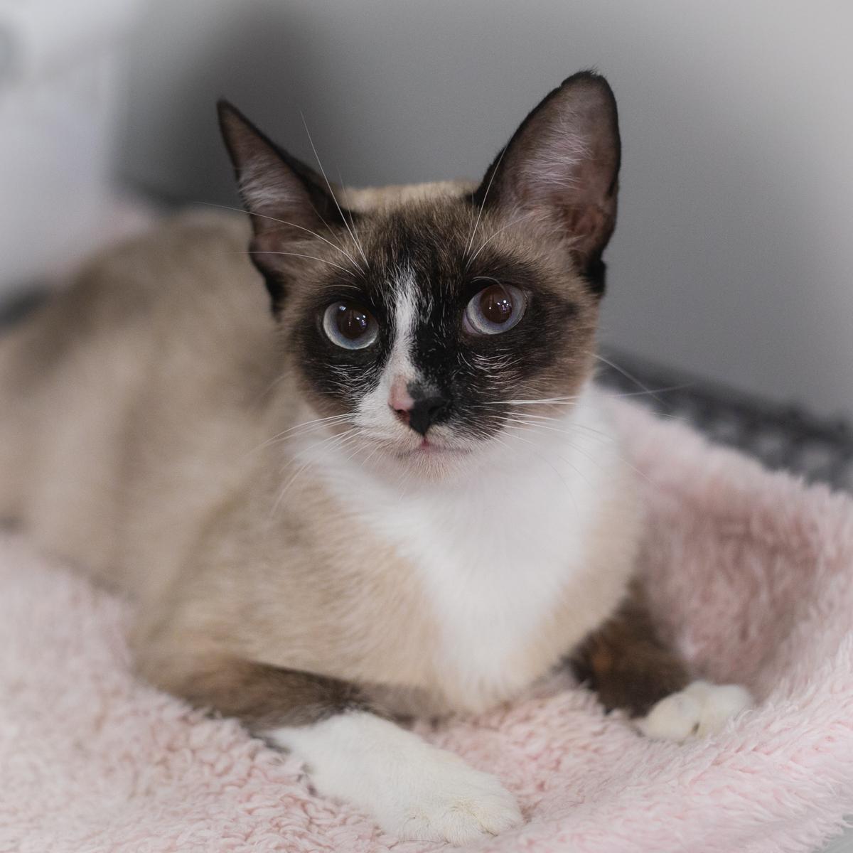 Enlarge Selesta, a Adoptable Snowshoe in St. Augustine, FL image 1/5