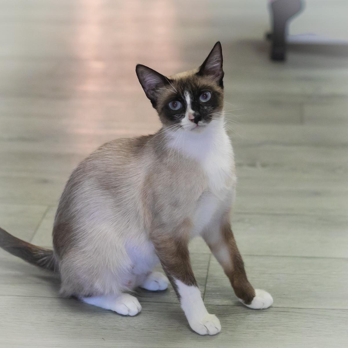 Enlarge Selesta, a Adoptable Snowshoe in St. Augustine, FL image 4/5