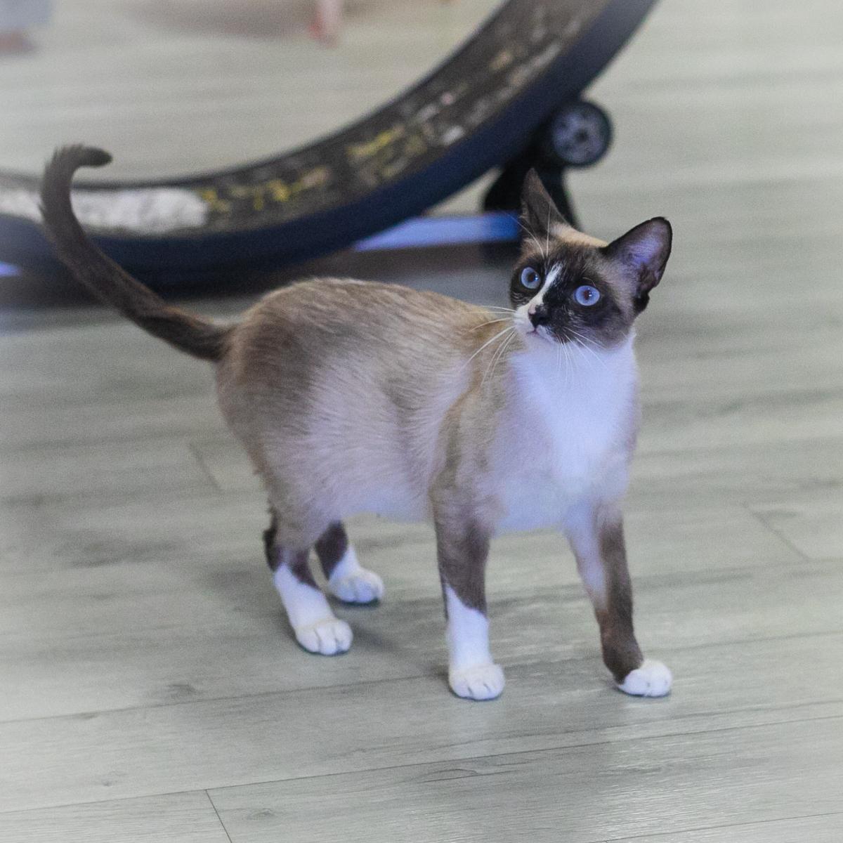 Enlarge Selesta, a Adoptable Snowshoe in St. Augustine, FL image 5/5