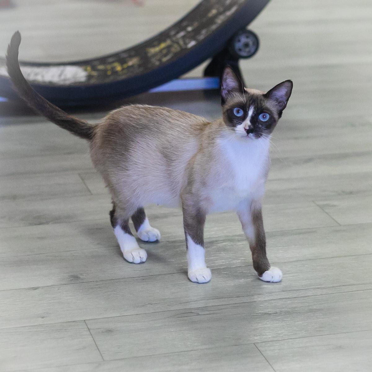 Enlarge Selesta, a Adoptable Snowshoe in St. Augustine, FL image 2/5